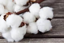 Raw Cotton & Cotton Waste